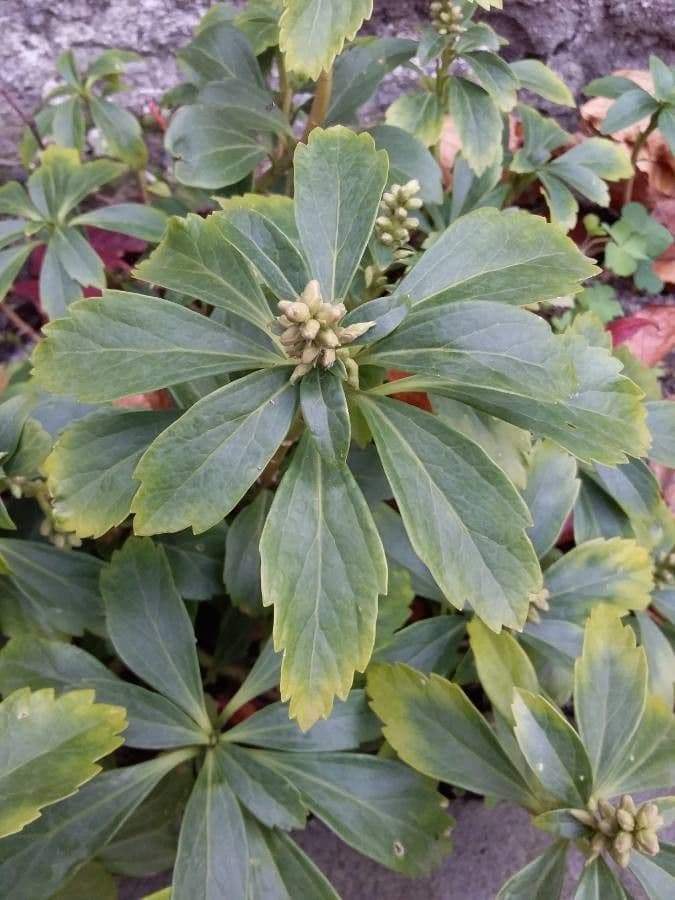 Pachysandra terminale 12