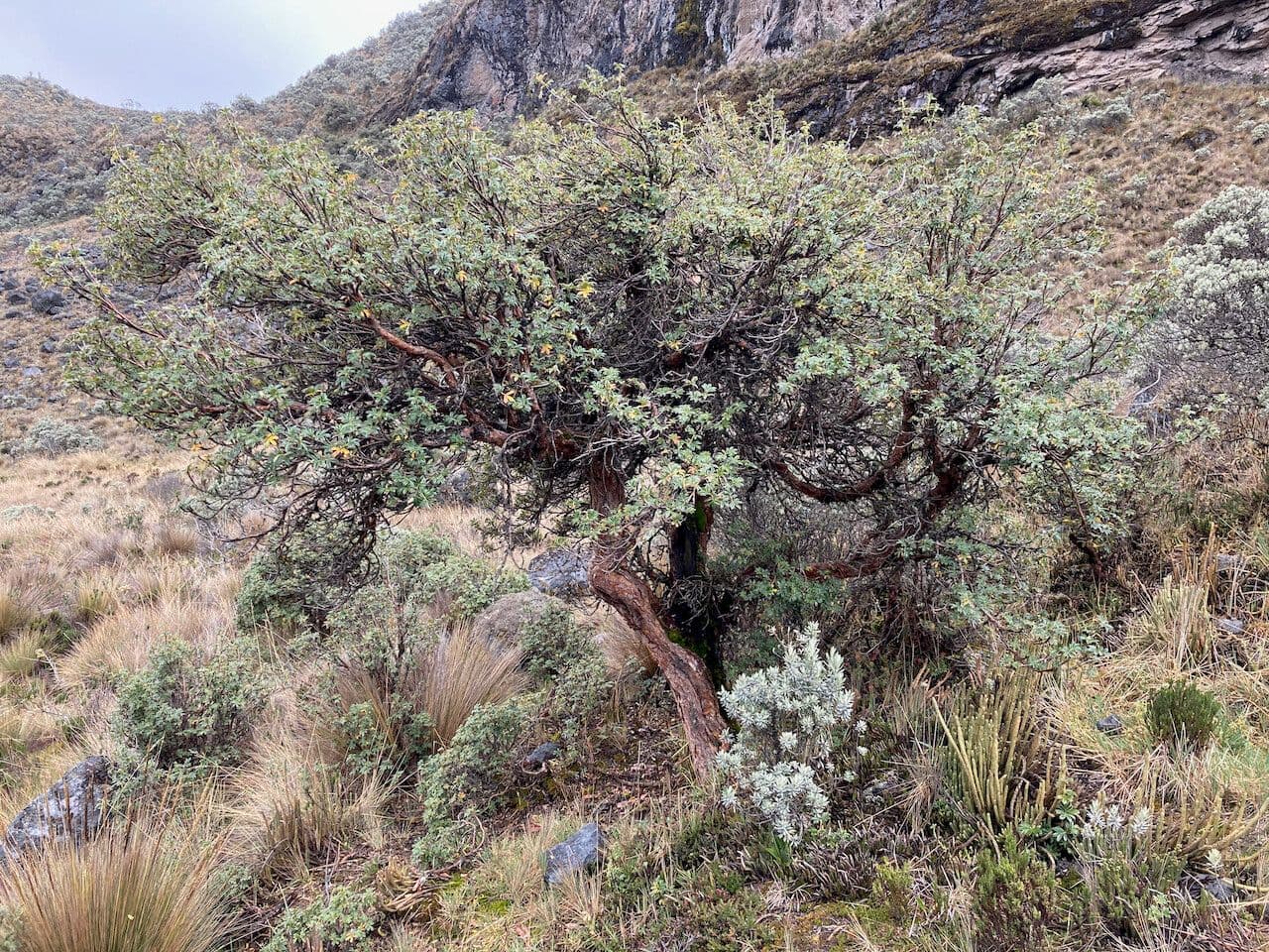 Polylepis sericea 2