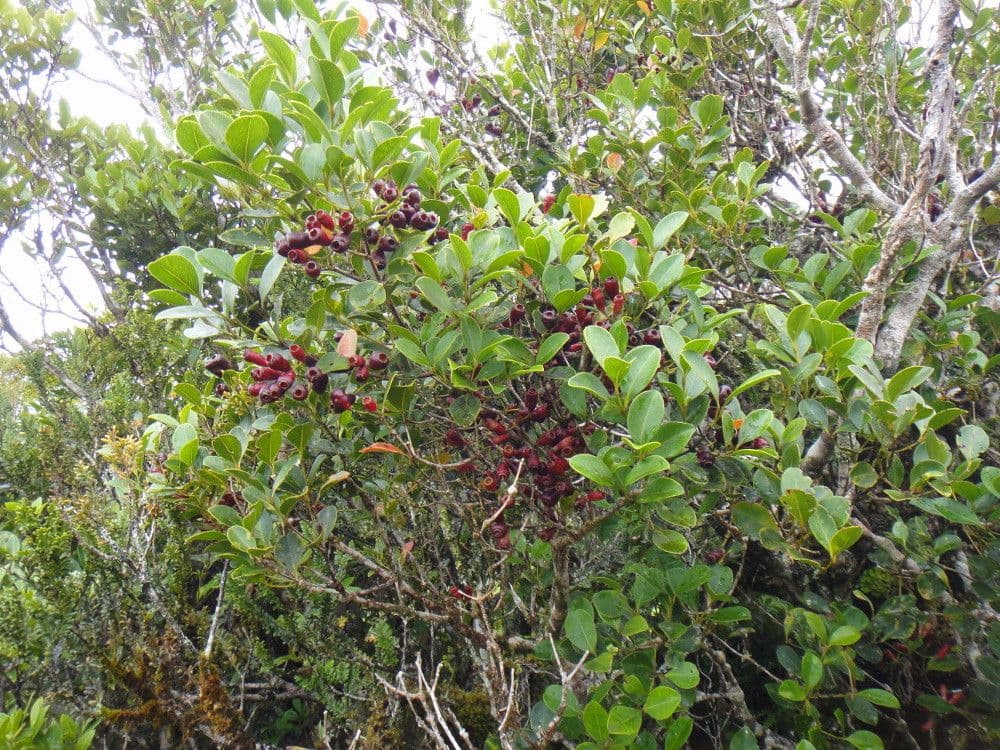 Syzygium arboreo 2