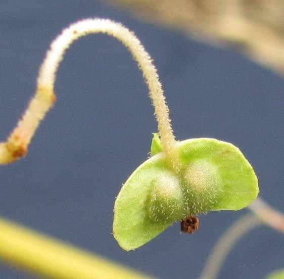 Begonia parviflora