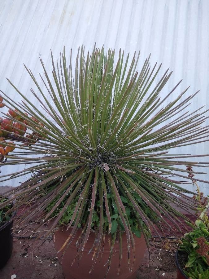 Schmalblättrige Yucca 13