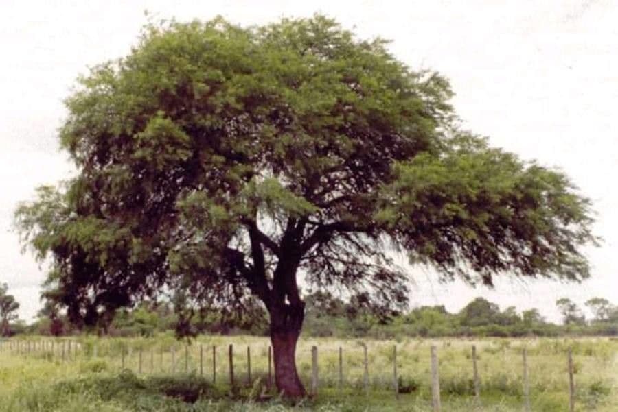 Prosopis 14