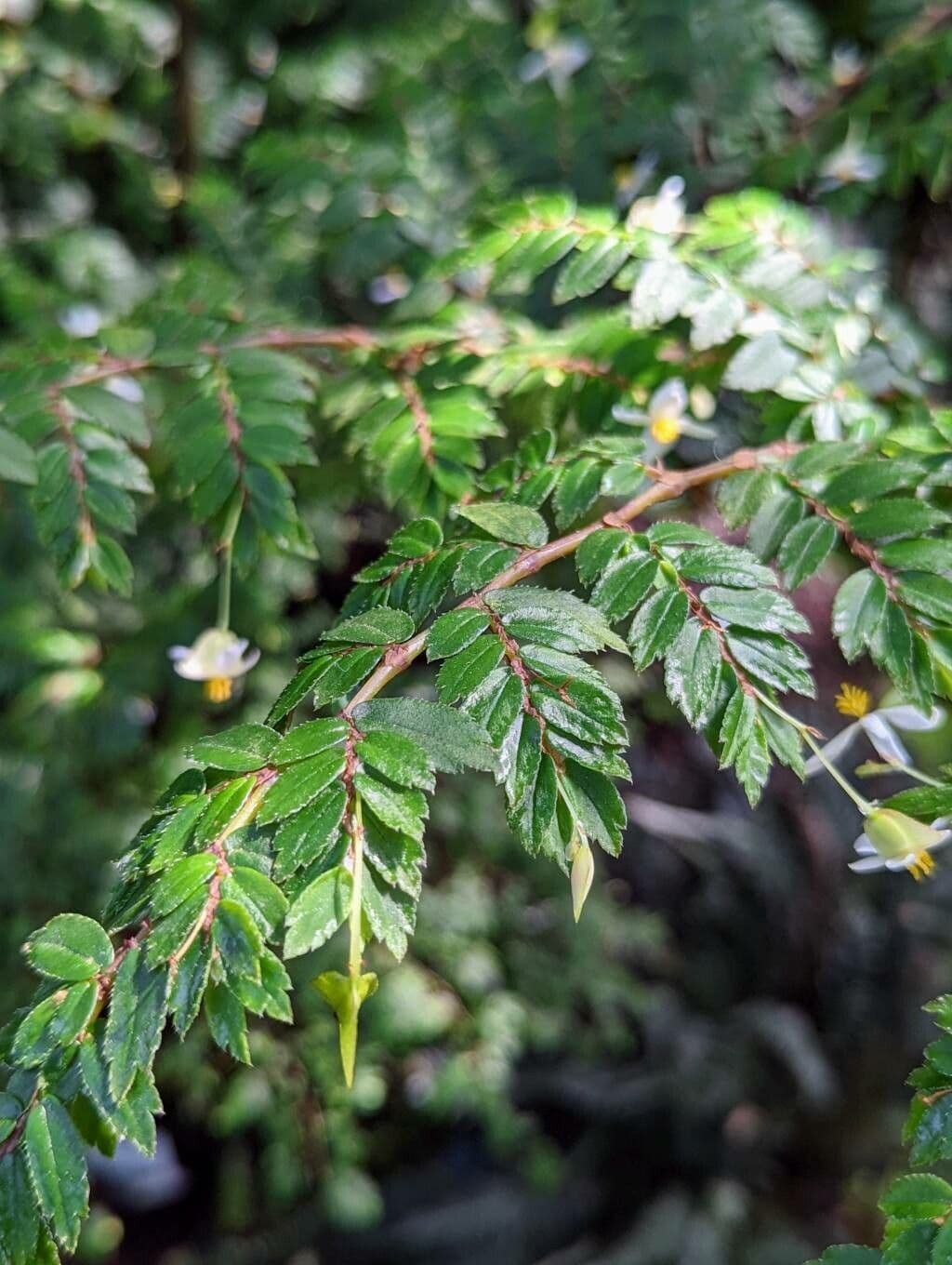Fuchsie-Begonie 14