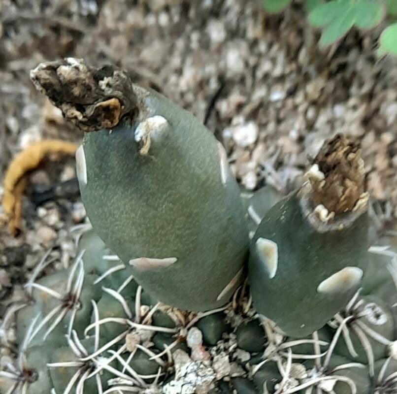 Gymnocalycium