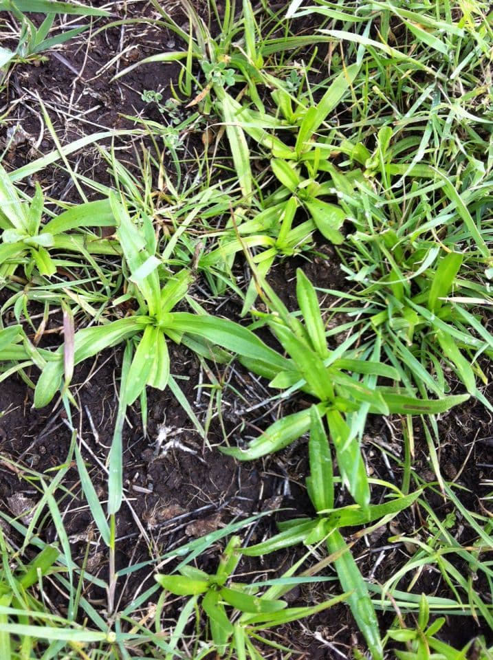 Hemizonia zoskupená 15
