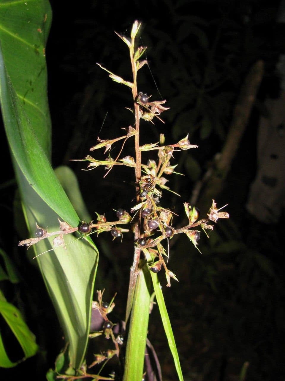 Scleria 13