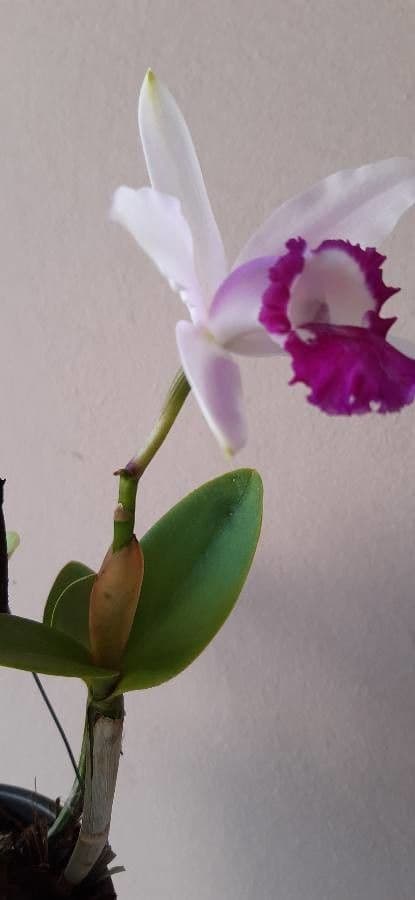 Loddiges-Cattleya 8