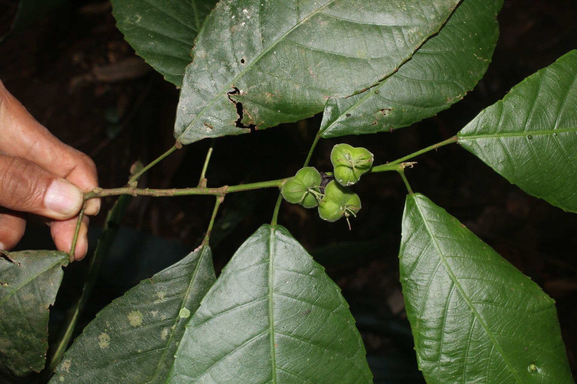 Cleidion 4