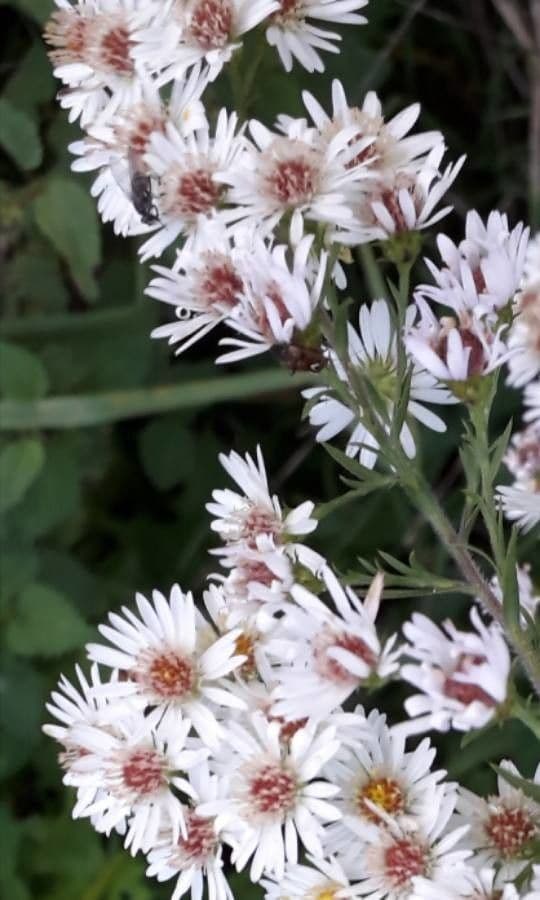 Aster solny 21