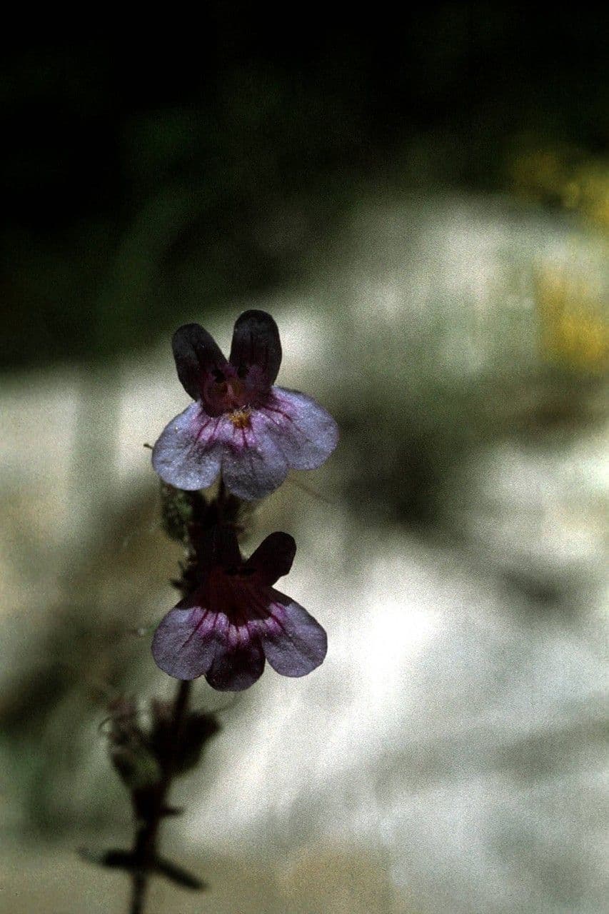 Penstemon basso 4