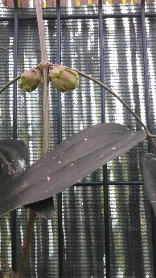Clematis di Armand 2