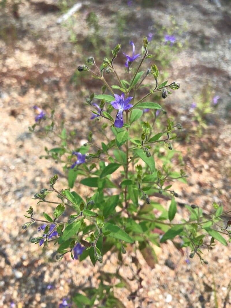 Trichostema Dichotomum 6