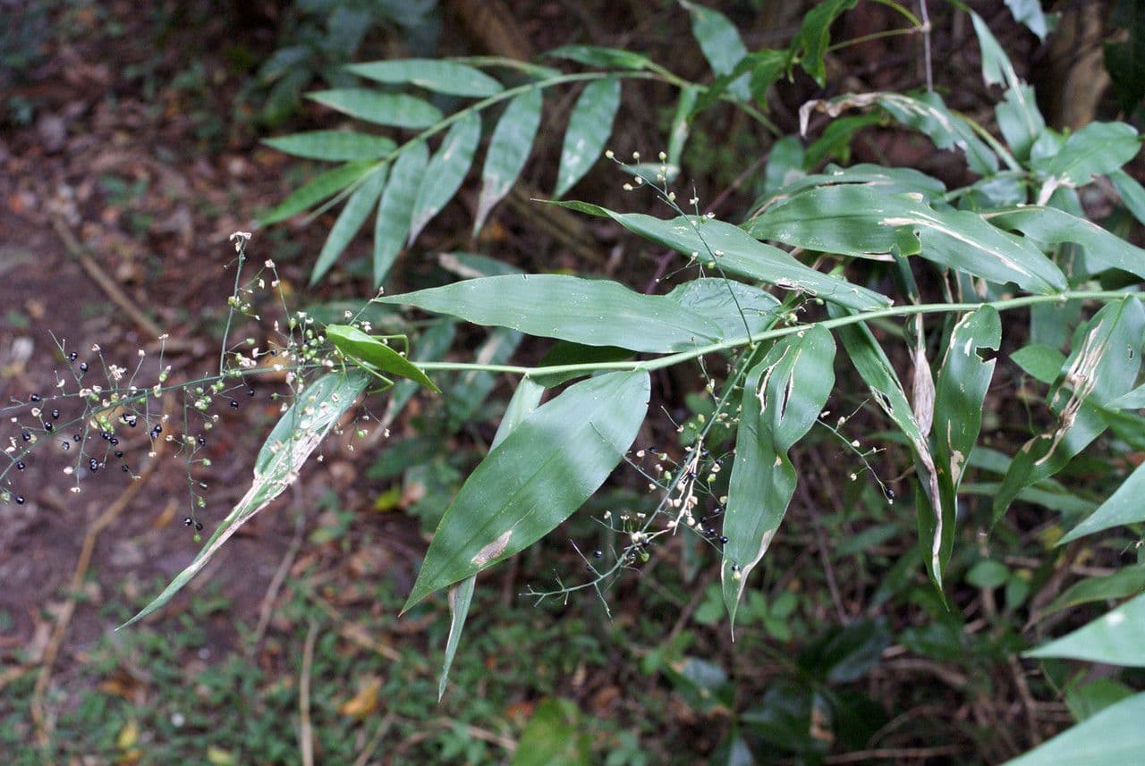Lasiacis maculata 8