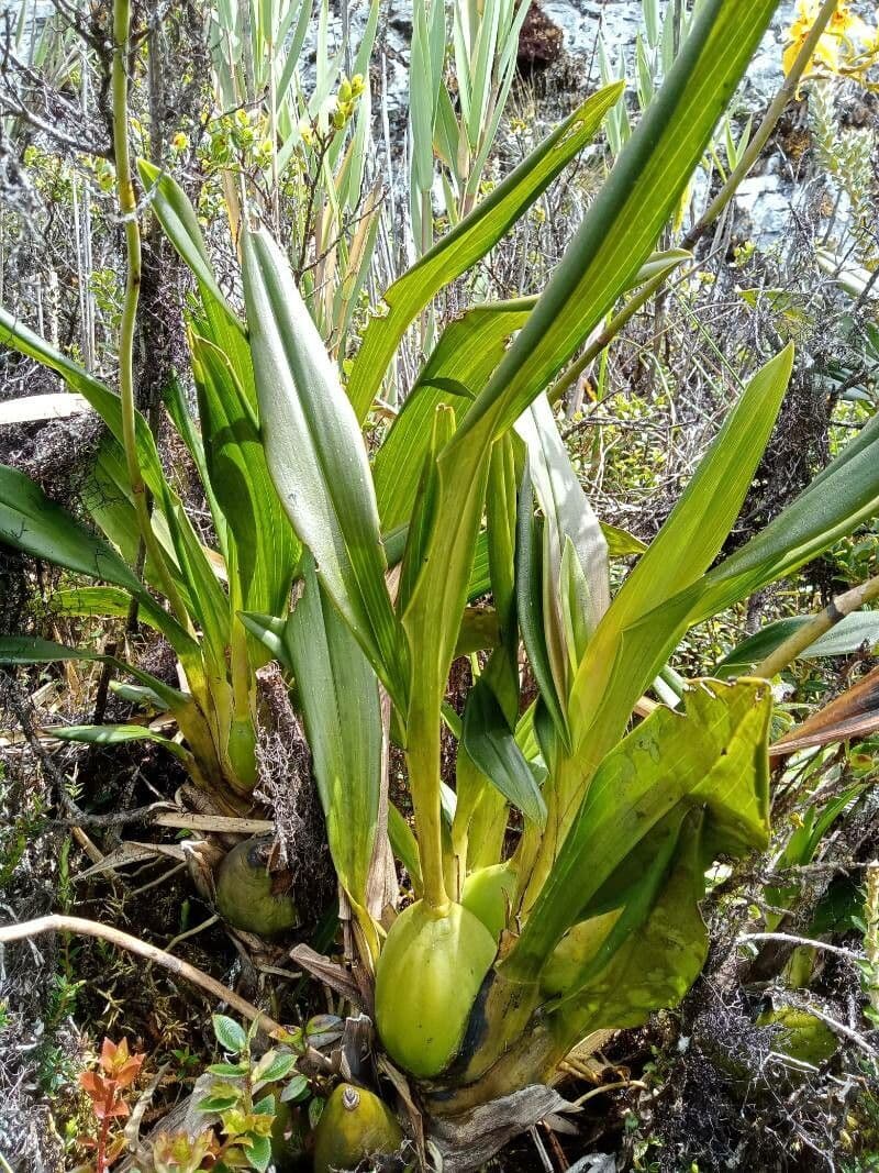 Cyrtochilum 8