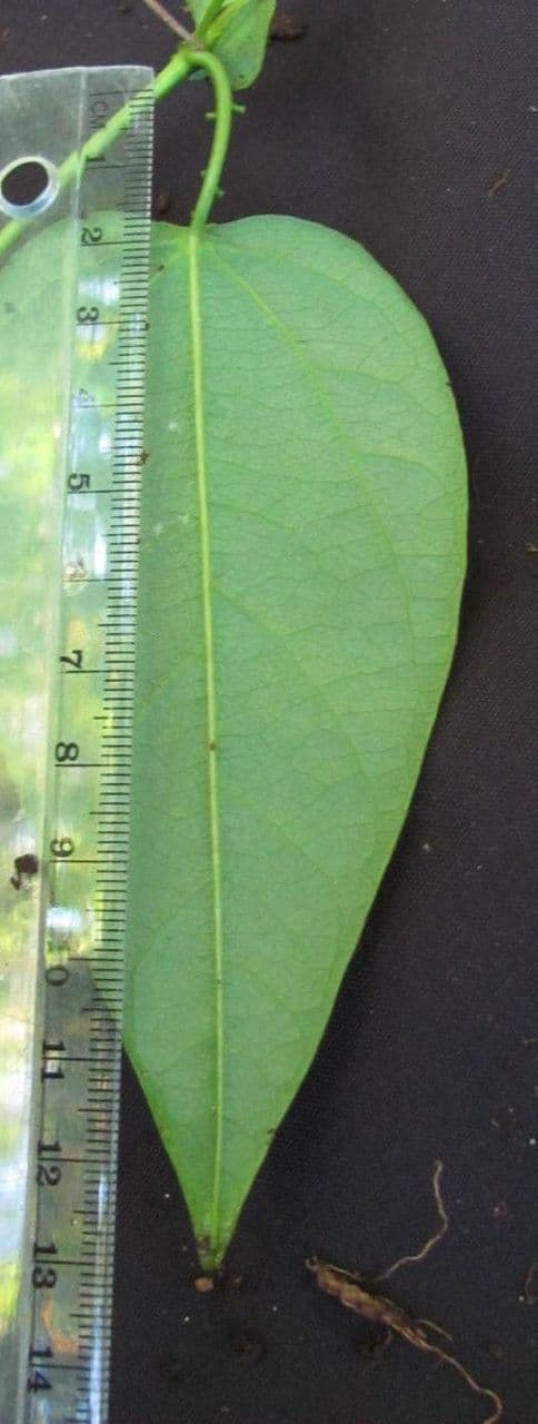 Passiflora 5