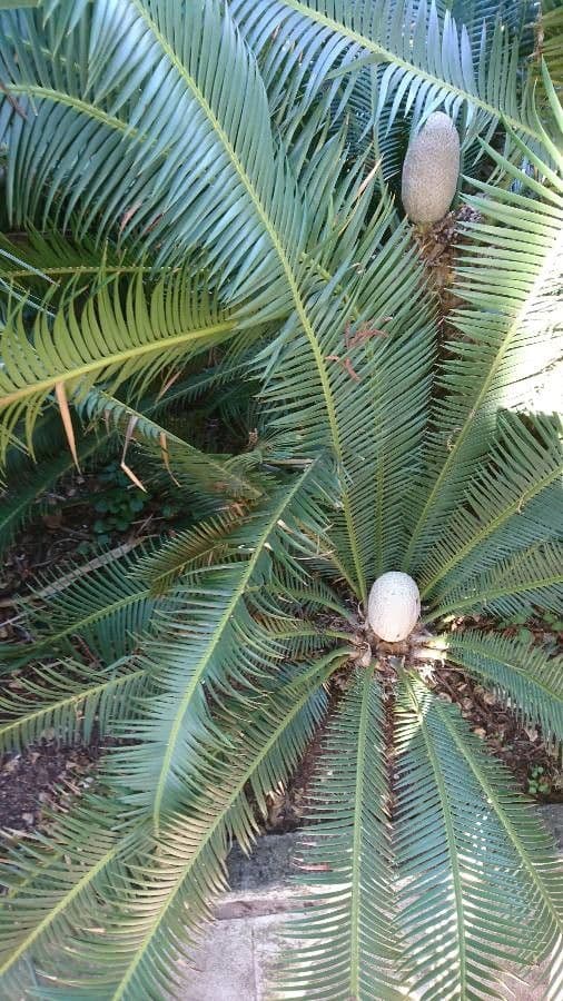 Dioon commestibile 18
