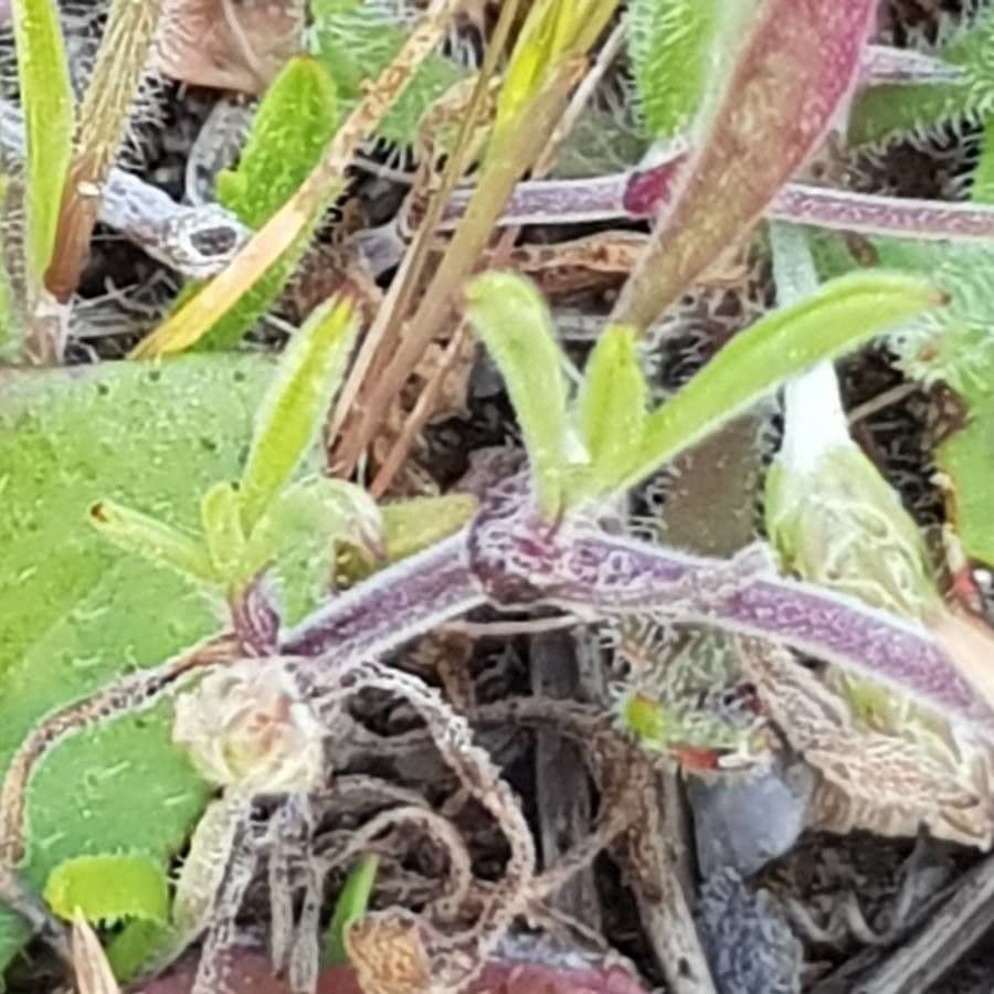 Silene 18