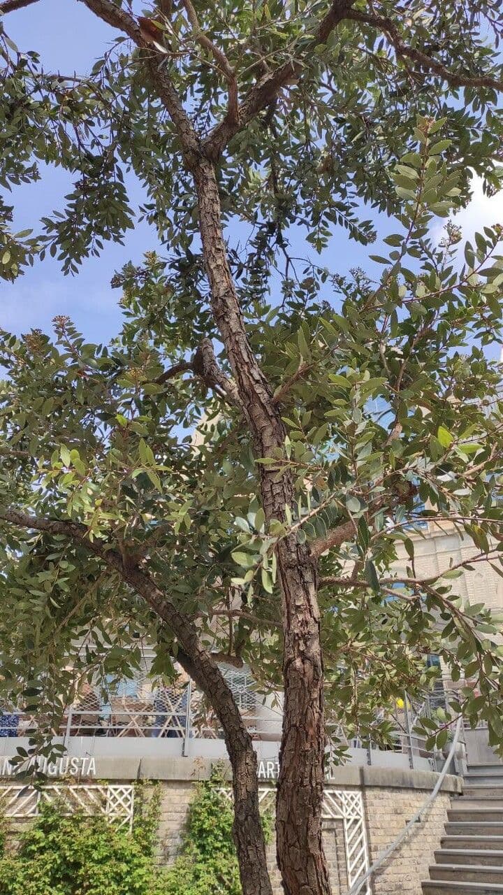 Metrosideros robusta 5