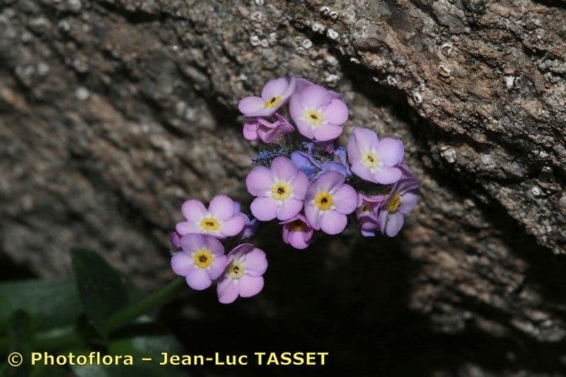 Miosotide di Corsica