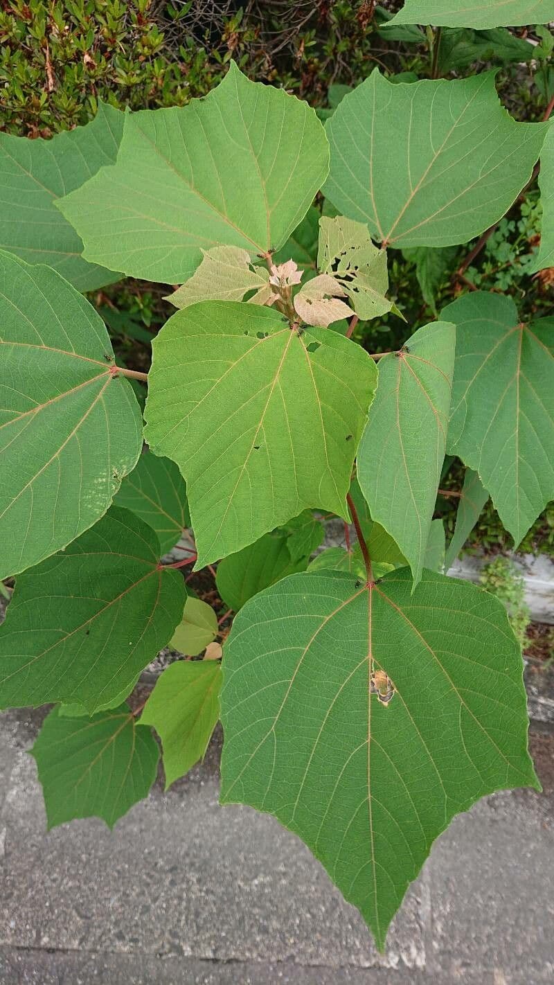Mallotus japonicus 4