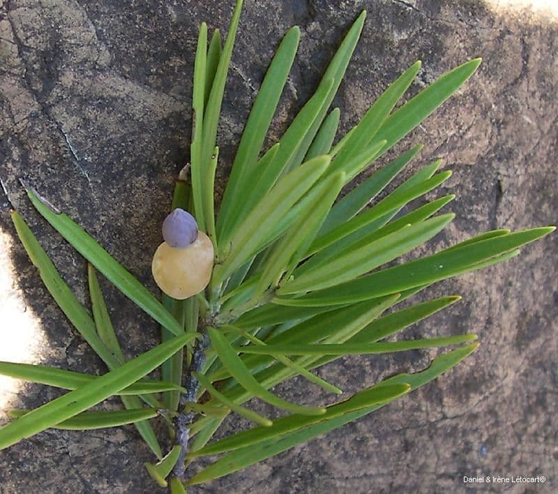Podocarpus 12