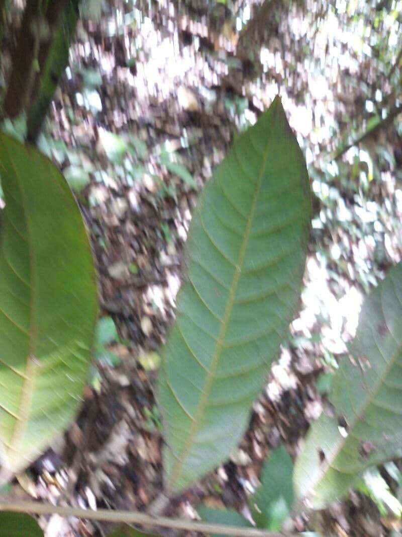 Talisia macrophylla 3