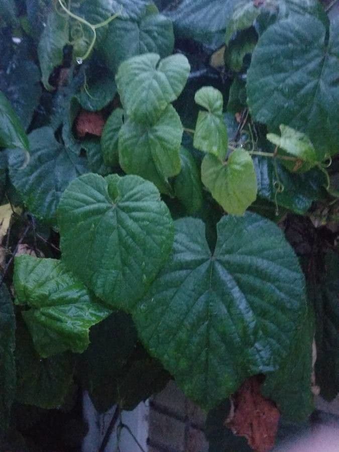 Vitis tiliifolia 20