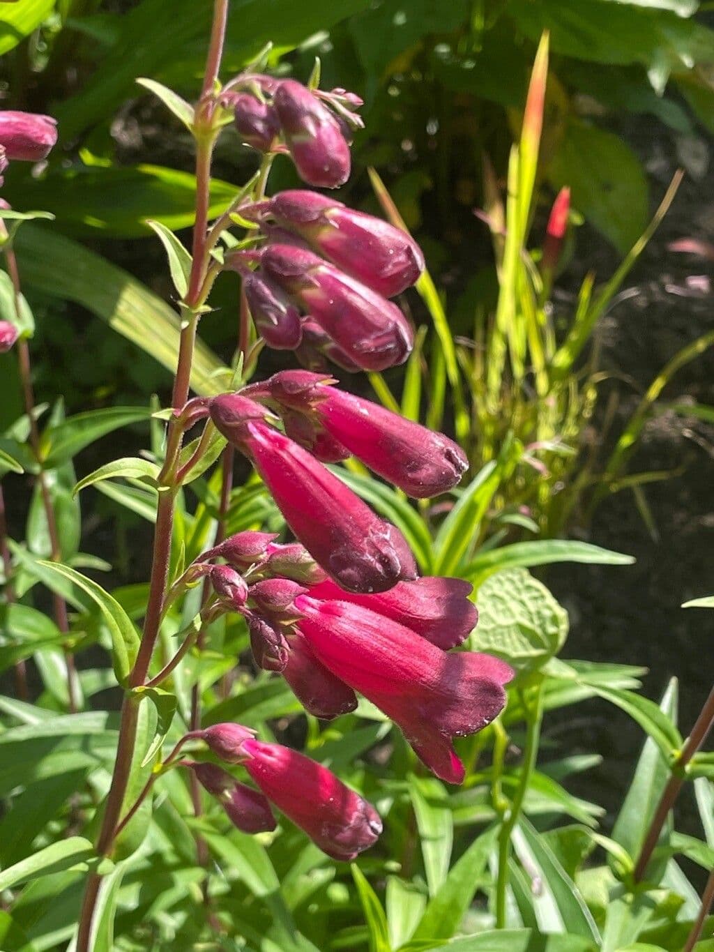 Penstemon barbato 3