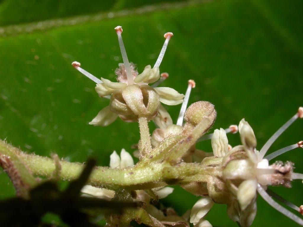 Dichapetalum