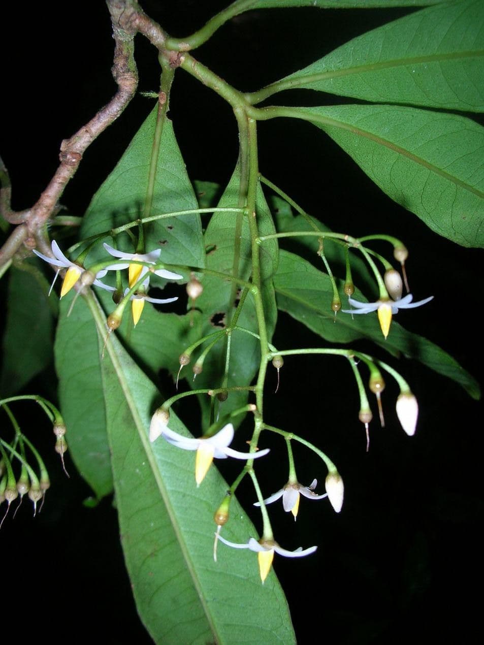 Hymenandra 15