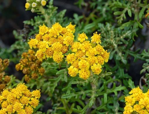 Eriophyllum 6