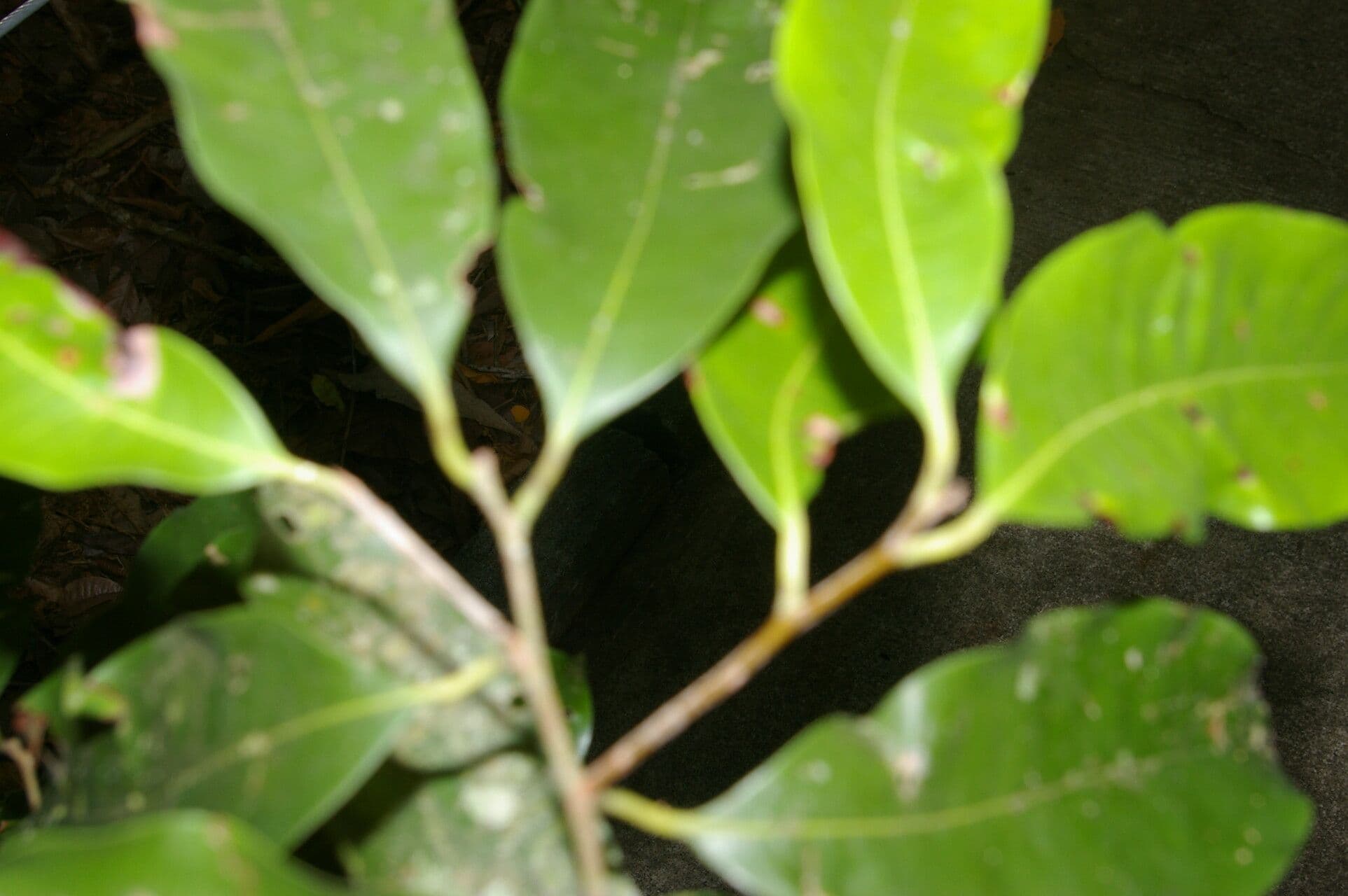 Pouteria 5