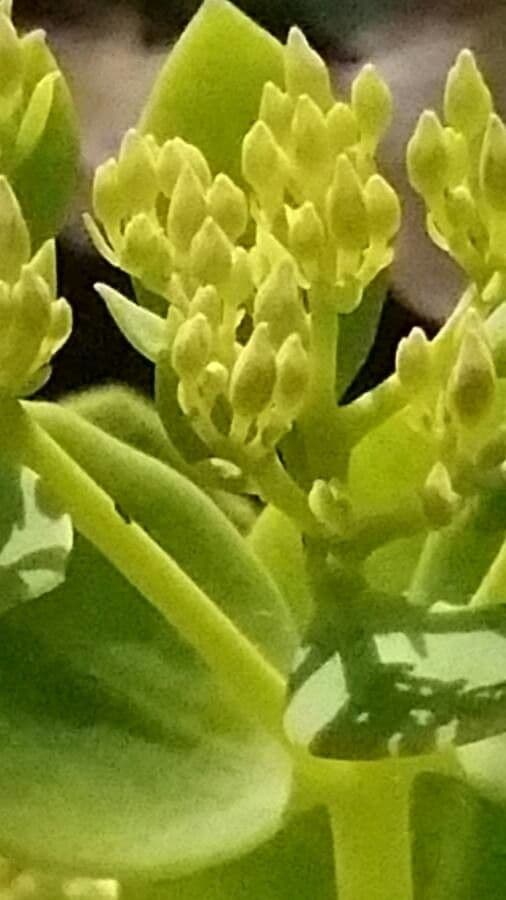 Sedum 3