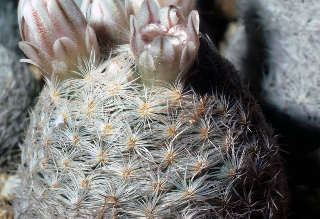 Kakteus lasiacantha 2