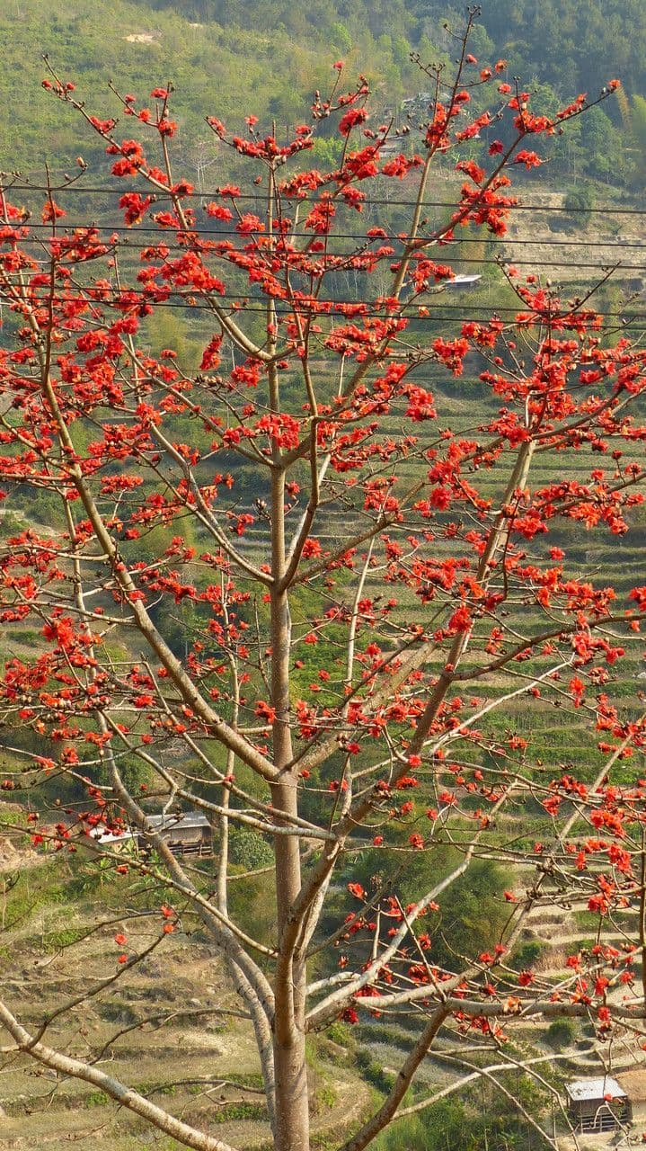 Albero del cotone 13