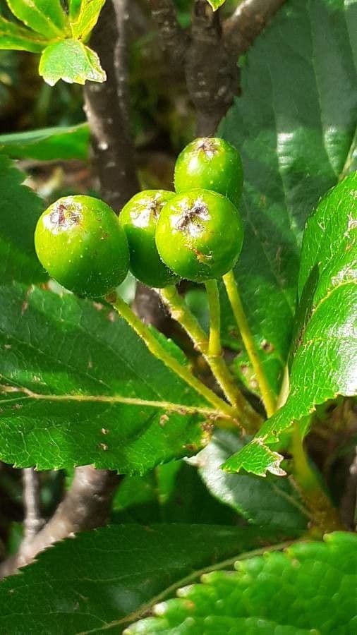 Cotonéaster alpin 3