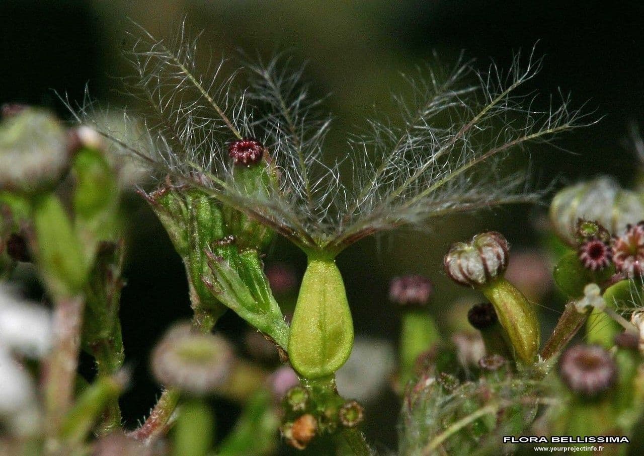 Valeriana comune 5