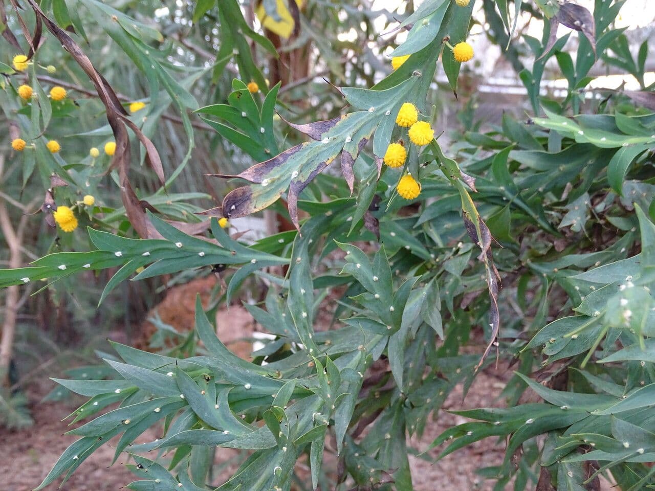 Acacia glaucoptera 9