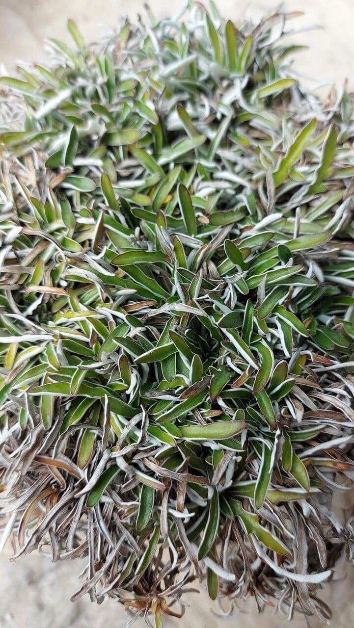 Dymondia 4
