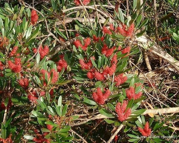 Cunonia 13