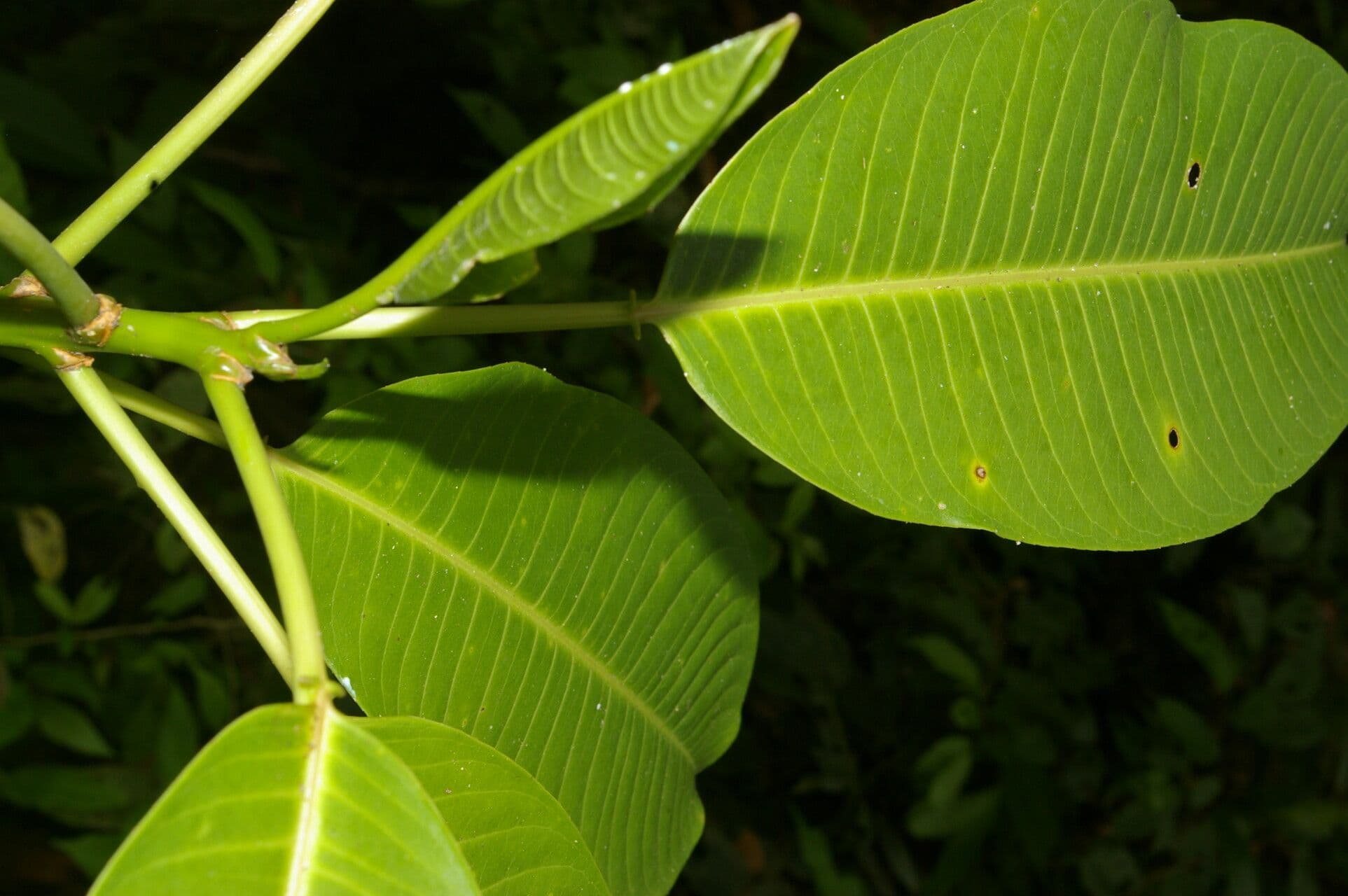 Sapium 2