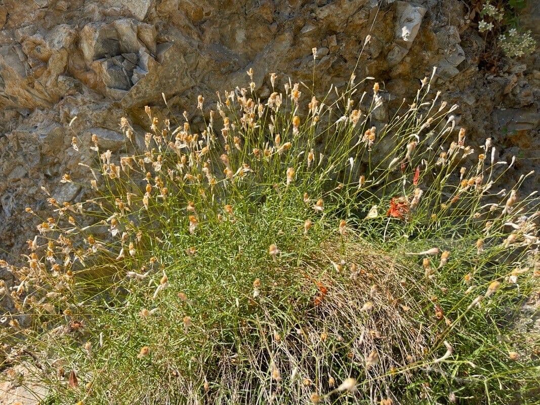 Silene saxifraga