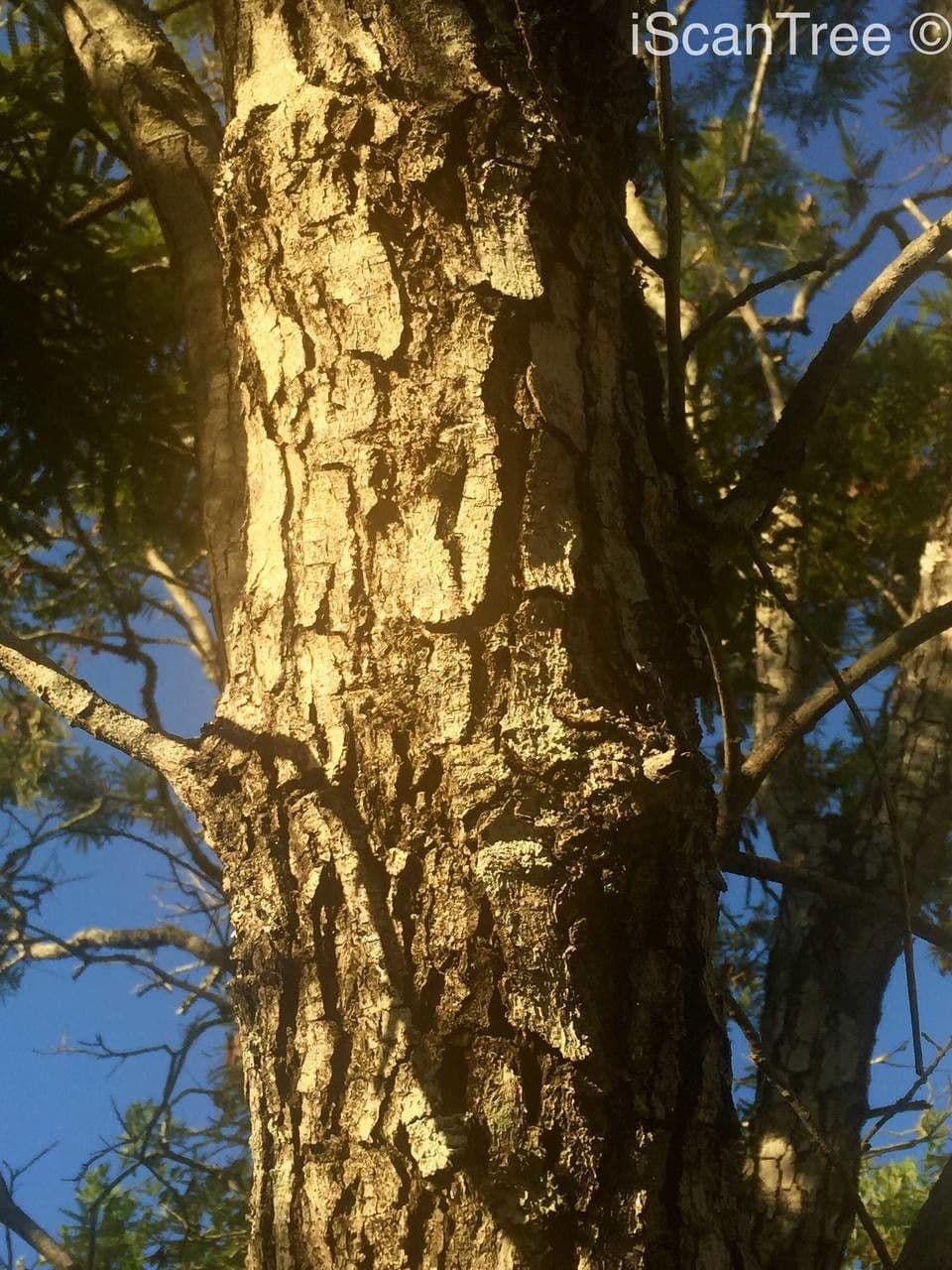 Peltophorum africano 24