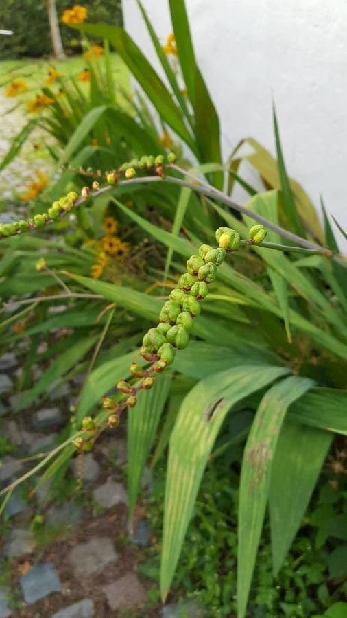 Crocosmia dorata 19