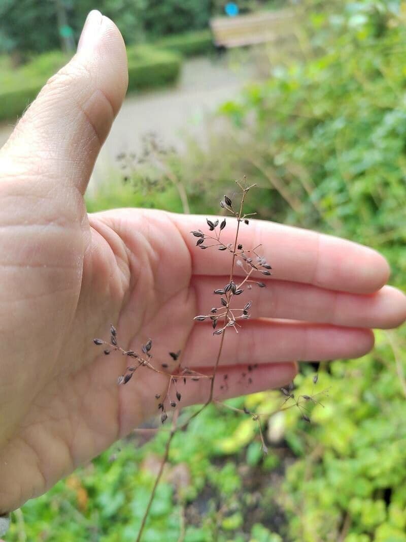 Akeleiblättrige Wiesenraute 2