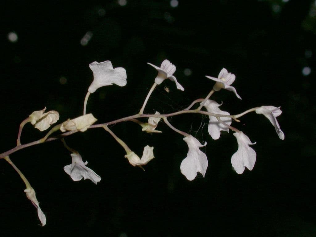 Ionopsis 21