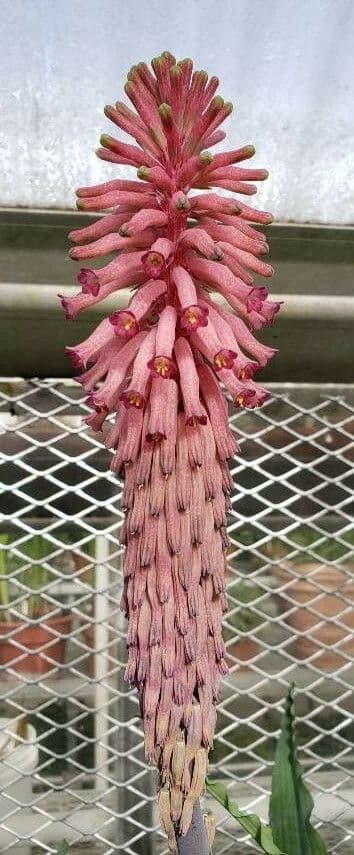 Veltheimia