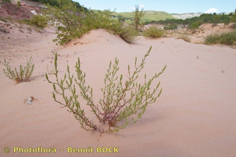 Corispermum 3