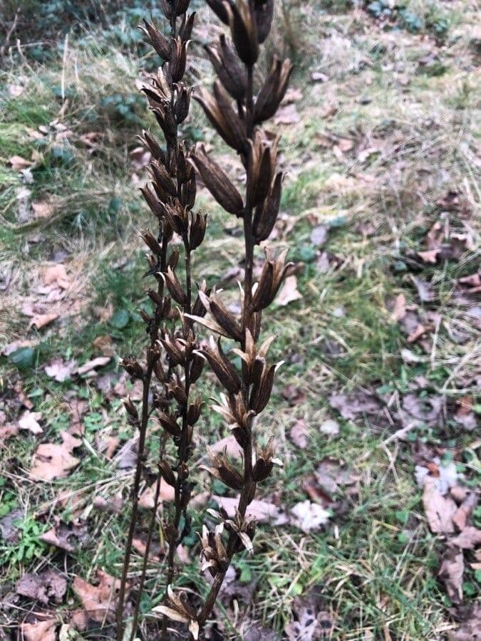 Pupalka rudostvolá