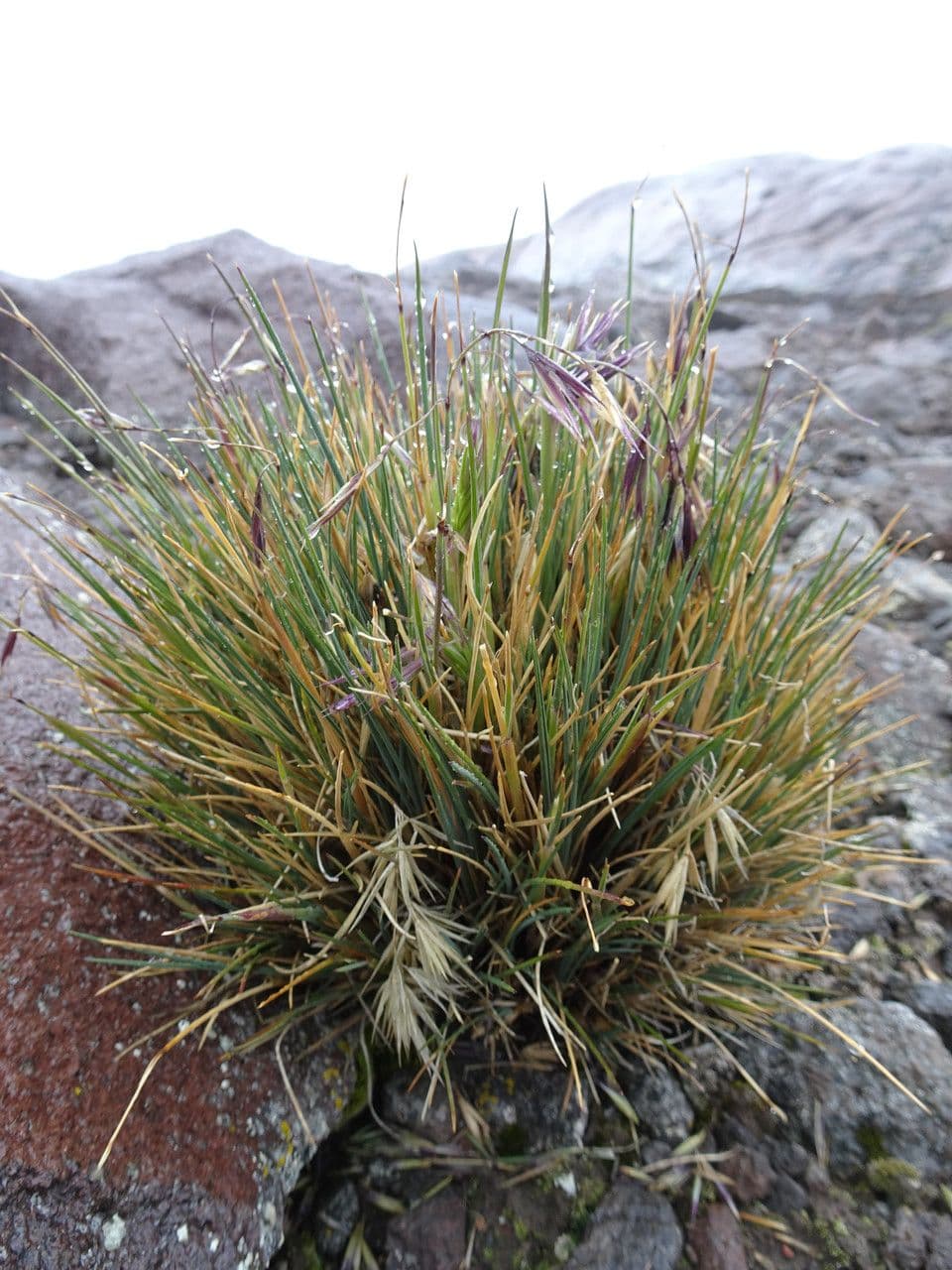 Festuca 8